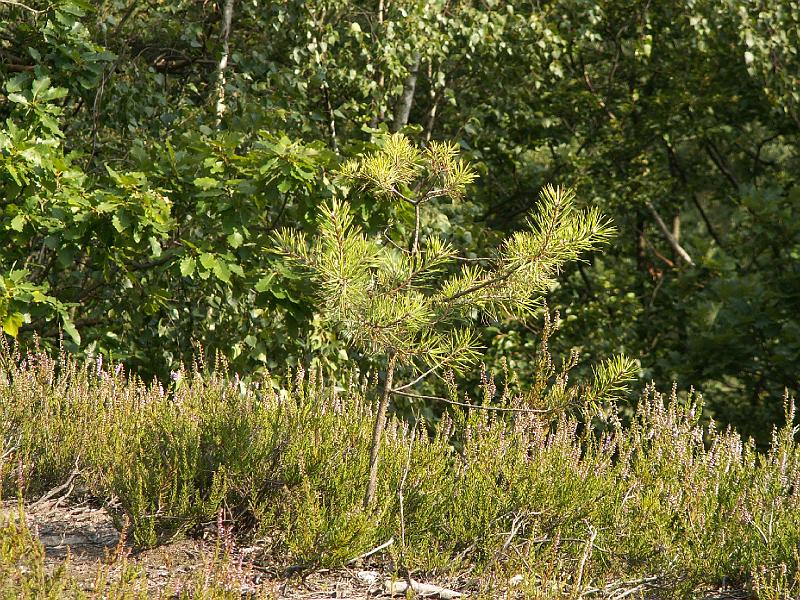 pict1879.jpg - Nad kempem