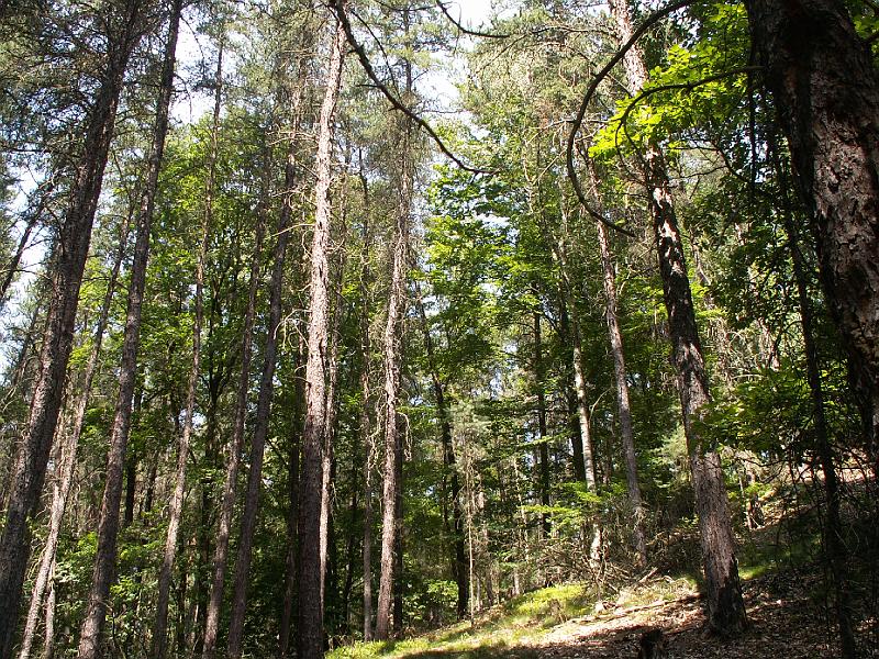 pict1906.jpg - Cinibulkova stezka