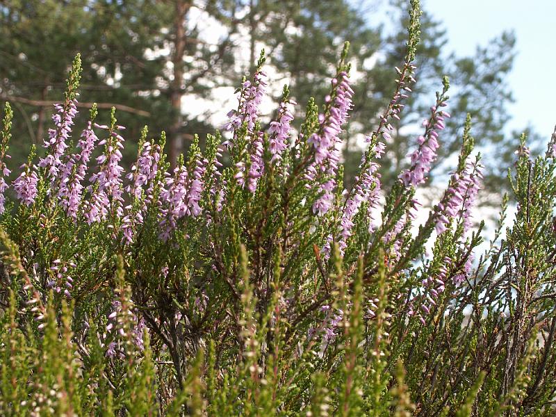 pict1997.jpg - Vřes