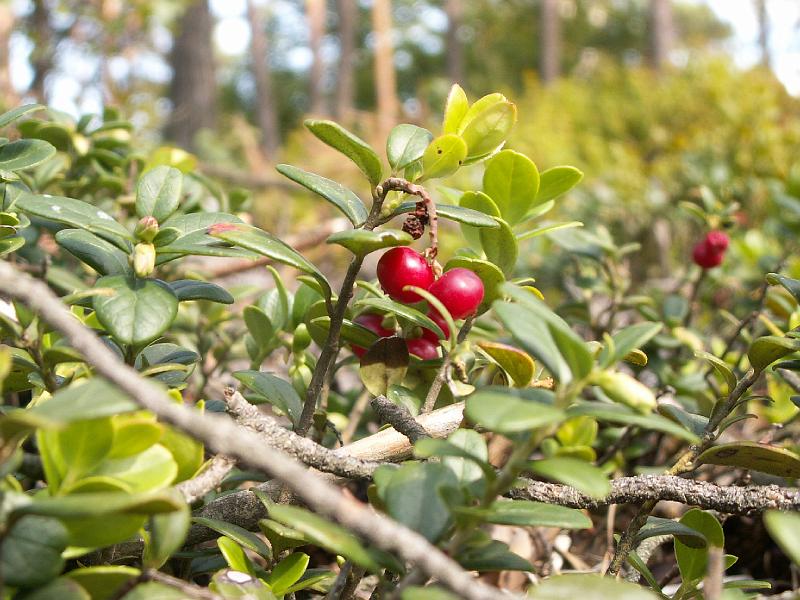 pict2000.jpg - Brusinky