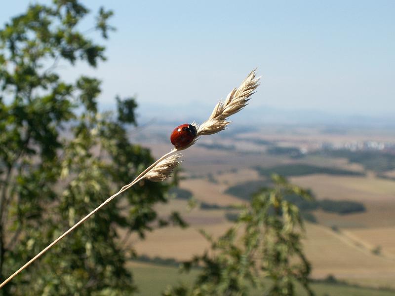 pict2052.jpg - Beruška