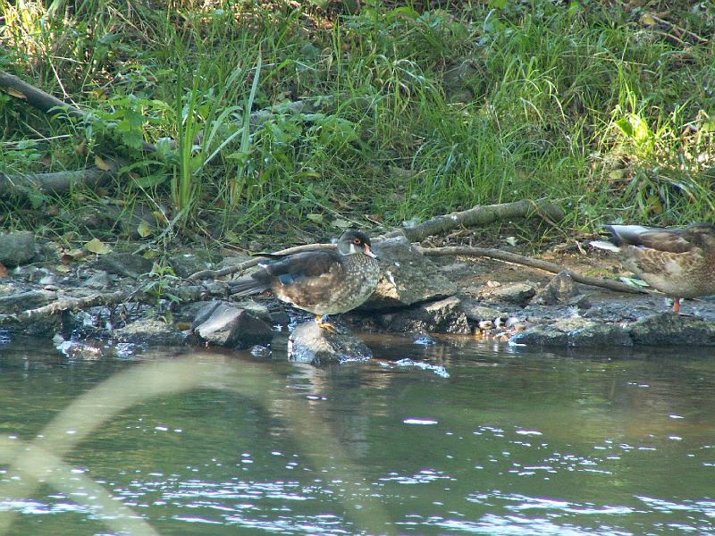 pict2084.jpg - Česká Lípa - Ploučnice