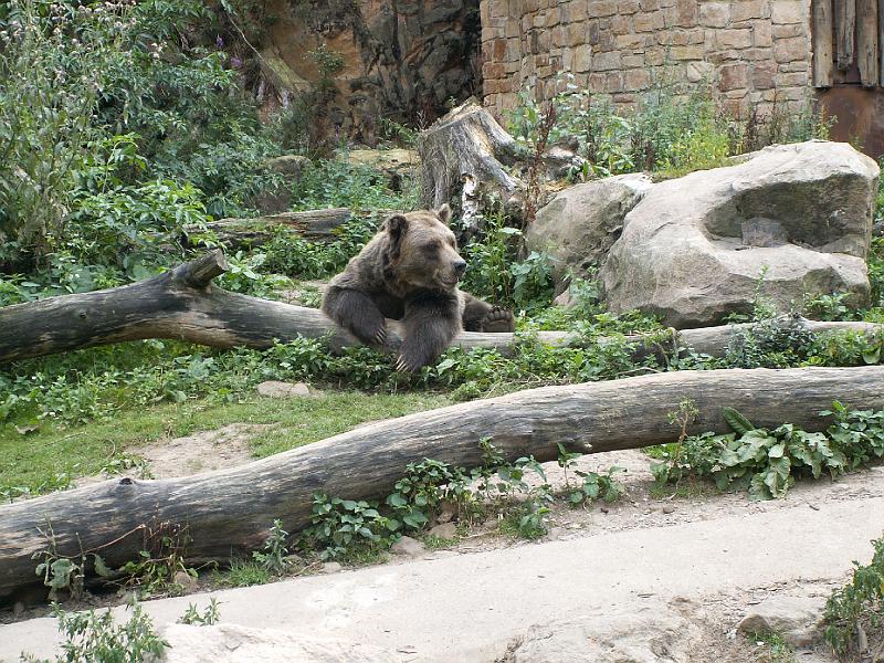 pict2090.jpg - ZOO Děčín - medvěd
