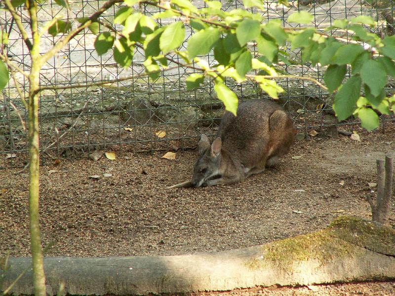 pict2091.jpg - ZOO Děčín - klokan
