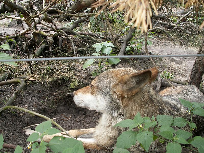 pict2092.jpg - ZOO Děčín - Vlk